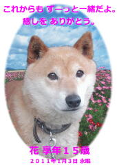 花ちゃんのメモリアル写真　ペット葬儀日：２０１１年１月４日　茨城県よりご依頼